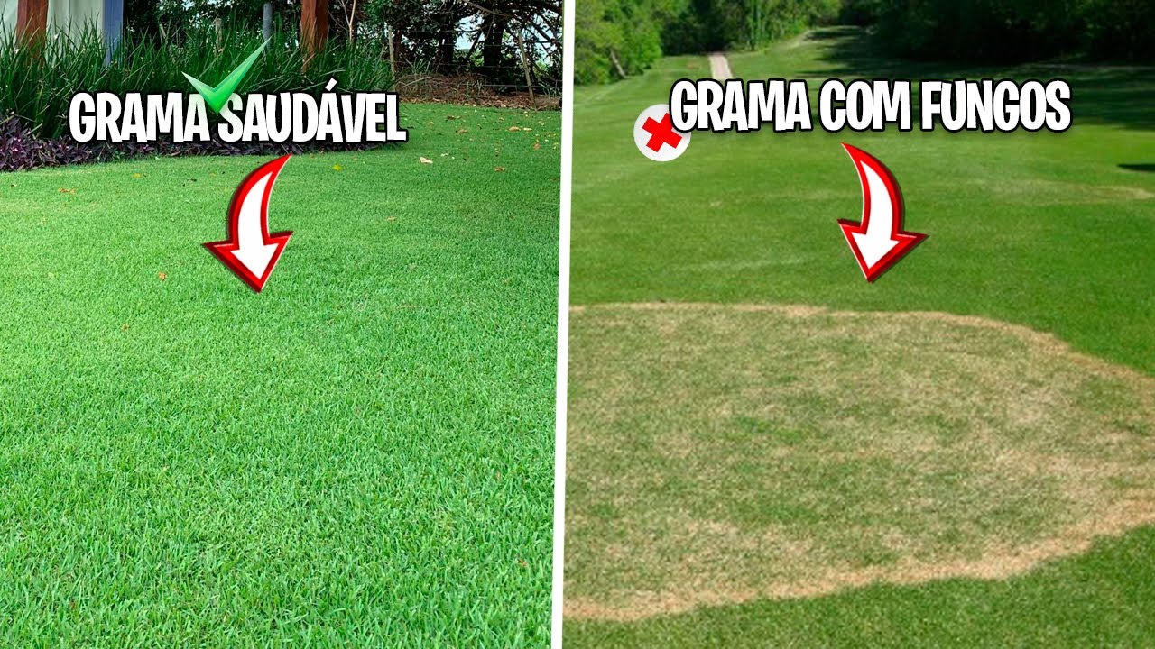 Tratar Pragas
